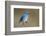 Mountain Bluebird-Ken Archer-Framed Photographic Print