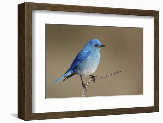 Mountain Bluebird-Ken Archer-Framed Photographic Print