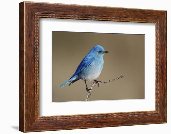 Mountain Bluebird-Ken Archer-Framed Photographic Print