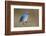 Mountain Bluebird-Ken Archer-Framed Photographic Print