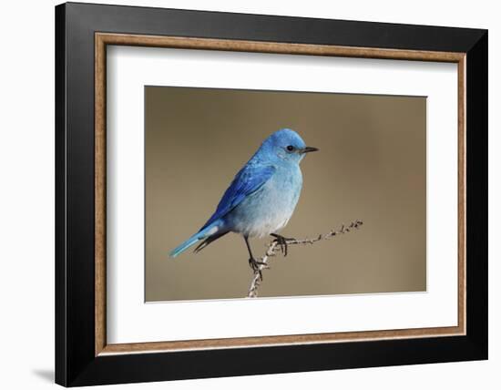 Mountain Bluebird-Ken Archer-Framed Photographic Print