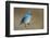 Mountain Bluebird-Ken Archer-Framed Photographic Print