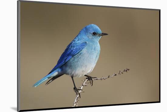 Mountain Bluebird-Ken Archer-Mounted Photographic Print