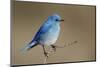 Mountain Bluebird-Ken Archer-Mounted Photographic Print