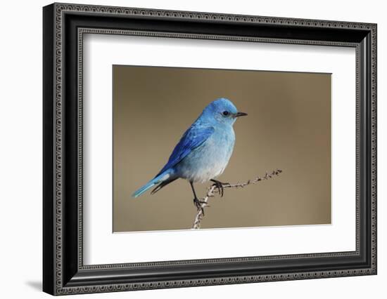 Mountain Bluebird-Ken Archer-Framed Photographic Print