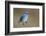 Mountain Bluebird-Ken Archer-Framed Photographic Print