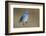 Mountain Bluebird-Ken Archer-Framed Photographic Print