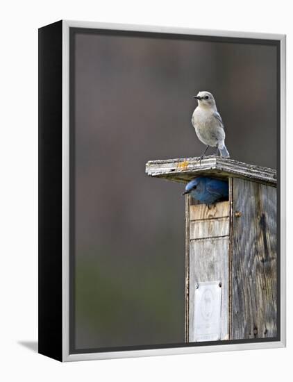 Mountain Bluebirds, British Columbia, Canada-Charles Sleicher-Framed Premier Image Canvas