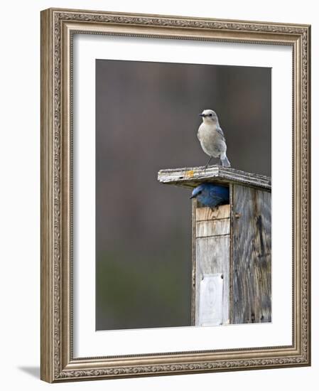 Mountain Bluebirds, British Columbia, Canada-Charles Sleicher-Framed Photographic Print
