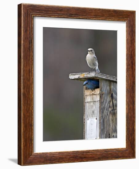 Mountain Bluebirds, British Columbia, Canada-Charles Sleicher-Framed Photographic Print