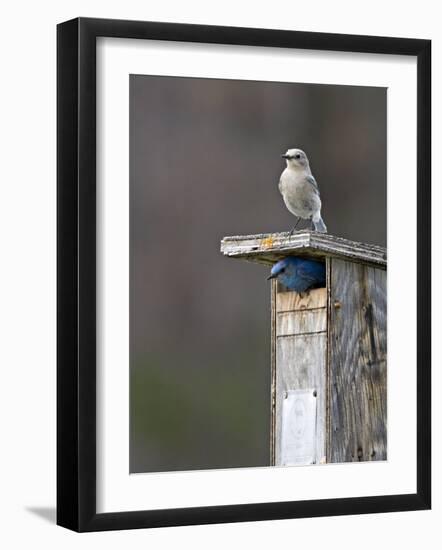 Mountain Bluebirds, British Columbia, Canada-Charles Sleicher-Framed Photographic Print