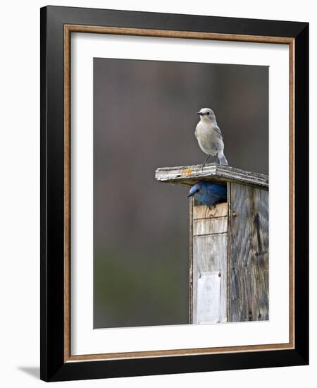 Mountain Bluebirds, British Columbia, Canada-Charles Sleicher-Framed Photographic Print