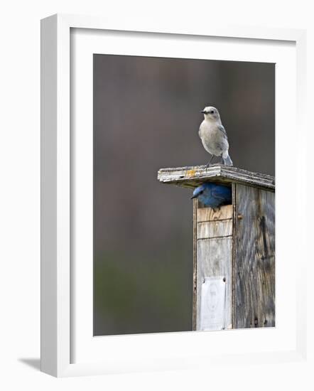 Mountain Bluebirds, British Columbia, Canada-Charles Sleicher-Framed Photographic Print