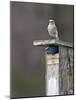 Mountain Bluebirds, British Columbia, Canada-Charles Sleicher-Mounted Photographic Print