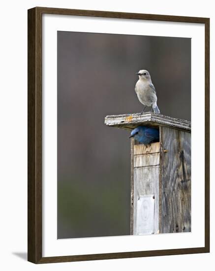 Mountain Bluebirds, British Columbia, Canada-Charles Sleicher-Framed Photographic Print