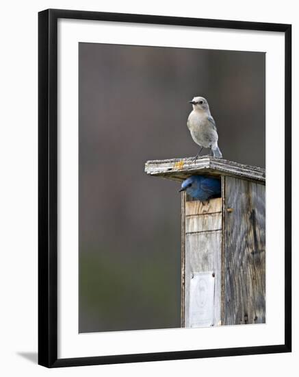 Mountain Bluebirds, British Columbia, Canada-Charles Sleicher-Framed Photographic Print