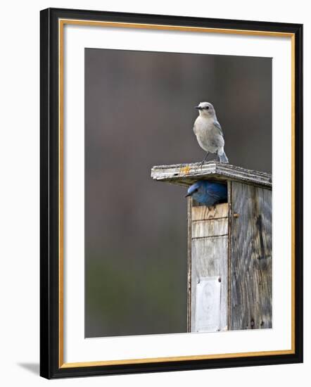 Mountain Bluebirds, British Columbia, Canada-Charles Sleicher-Framed Photographic Print