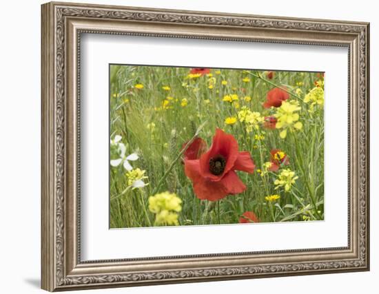 Mountain Bluet and Cornflower-Emily Wilson-Framed Photographic Print