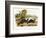 Mountain Brook Mink, C.1849-1854-John Woodhouse Audubon-Framed Giclee Print