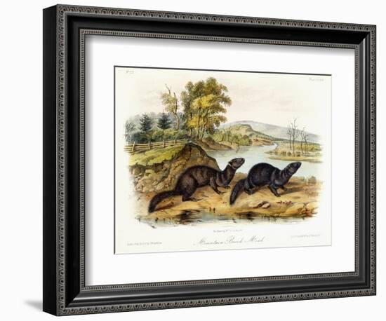 Mountain Brook Mink, C.1849-1854-John Woodhouse Audubon-Framed Giclee Print