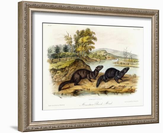 Mountain Brook Mink, C.1849-1854-John Woodhouse Audubon-Framed Giclee Print