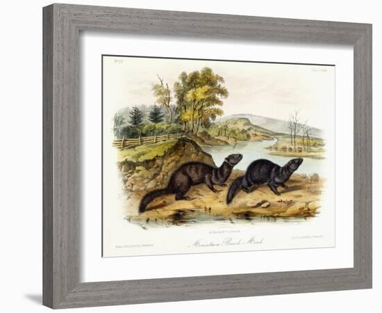 Mountain Brook Mink, C.1849-1854-John Woodhouse Audubon-Framed Giclee Print