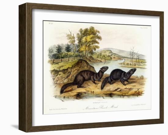 Mountain Brook Mink, C.1849-1854-John Woodhouse Audubon-Framed Giclee Print