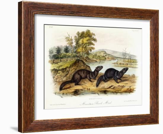 Mountain Brook Mink, C.1849-1854-John Woodhouse Audubon-Framed Giclee Print