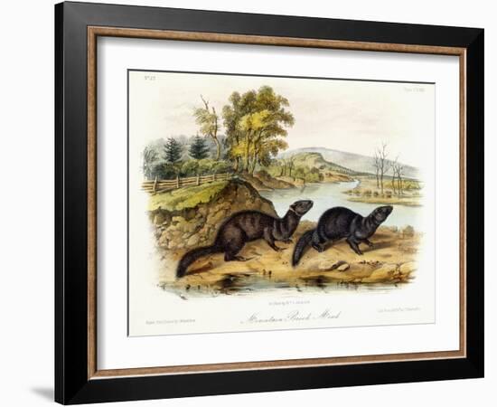 Mountain Brook Mink, C.1849-1854-John Woodhouse Audubon-Framed Giclee Print