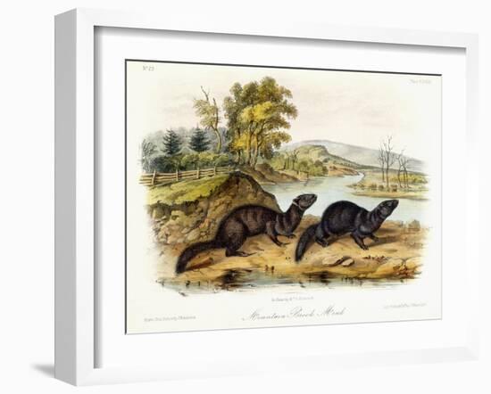 Mountain Brook Mink, C.1849-1854-John Woodhouse Audubon-Framed Giclee Print