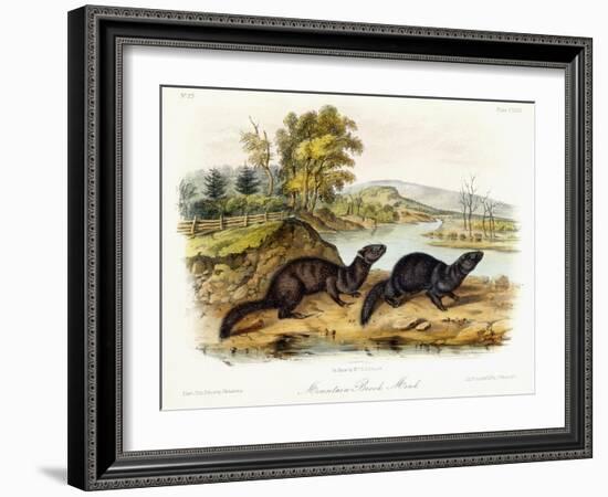 Mountain Brook Mink, C.1849-1854-John Woodhouse Audubon-Framed Giclee Print