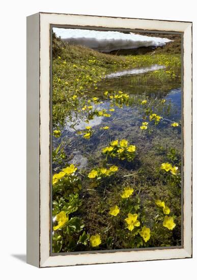 Mountain Buttercup (Ranunculus Insignis)-Bob Gibbons-Framed Premier Image Canvas