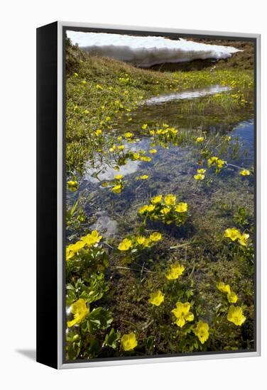 Mountain Buttercup (Ranunculus Insignis)-Bob Gibbons-Framed Premier Image Canvas