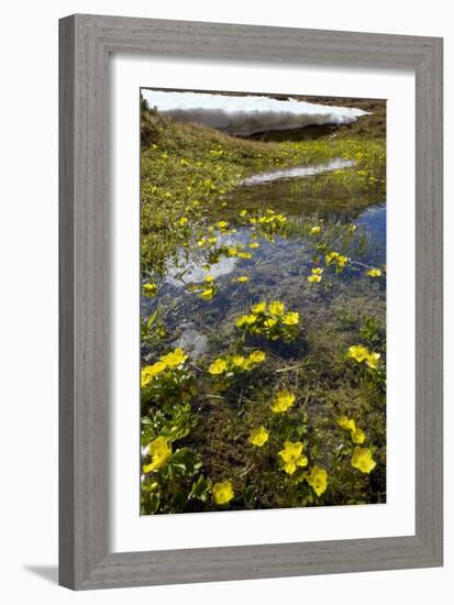 Mountain Buttercup (Ranunculus Insignis)-Bob Gibbons-Framed Photographic Print