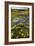 Mountain Buttercup (Ranunculus Insignis)-Bob Gibbons-Framed Photographic Print