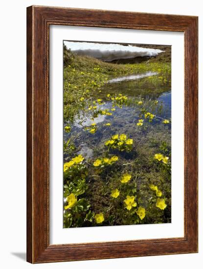 Mountain Buttercup (Ranunculus Insignis)-Bob Gibbons-Framed Photographic Print
