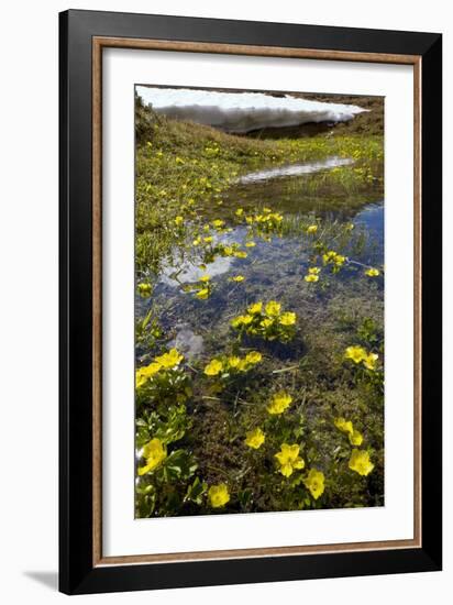 Mountain Buttercup (Ranunculus Insignis)-Bob Gibbons-Framed Photographic Print