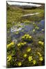 Mountain Buttercup (Ranunculus Insignis)-Bob Gibbons-Mounted Photographic Print