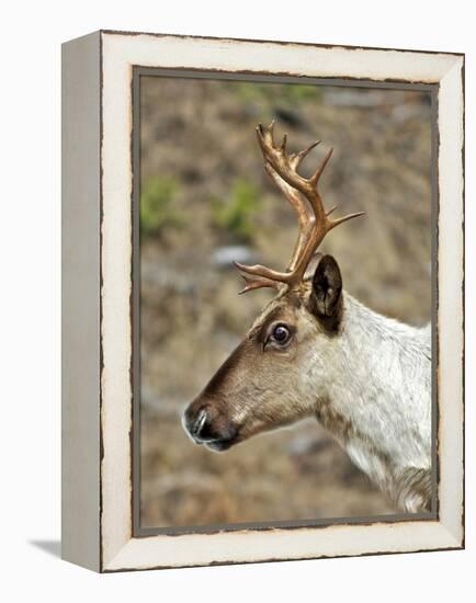 Mountain Caribou Migrating in Early Spring in the Cariboo Mts of B.C-Richard Wright-Framed Premier Image Canvas