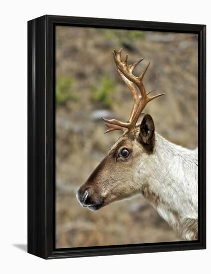 Mountain Caribou Migrating in Early Spring in the Cariboo Mts of B.C-Richard Wright-Framed Premier Image Canvas