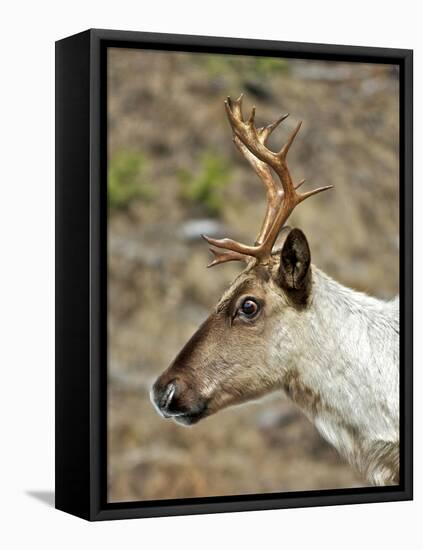 Mountain Caribou Migrating in Early Spring in the Cariboo Mts of B.C-Richard Wright-Framed Premier Image Canvas