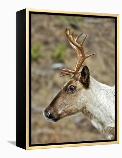 Mountain Caribou Migrating in Early Spring in the Cariboo Mts of B.C-Richard Wright-Framed Premier Image Canvas