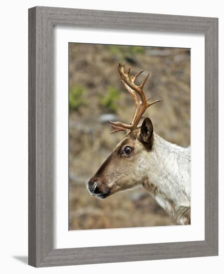 Mountain Caribou Migrating in Early Spring in the Cariboo Mts of B.C-Richard Wright-Framed Photographic Print