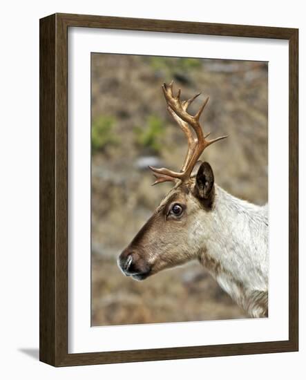 Mountain Caribou Migrating in Early Spring in the Cariboo Mts of B.C-Richard Wright-Framed Photographic Print