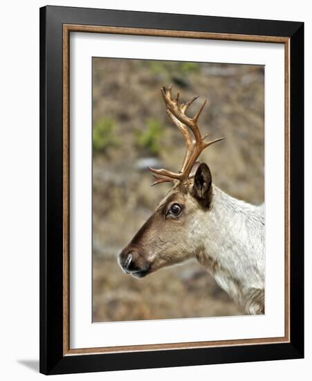 Mountain Caribou Migrating in Early Spring in the Cariboo Mts of B.C-Richard Wright-Framed Photographic Print