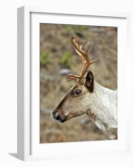 Mountain Caribou Migrating in Early Spring in the Cariboo Mts of B.C-Richard Wright-Framed Photographic Print