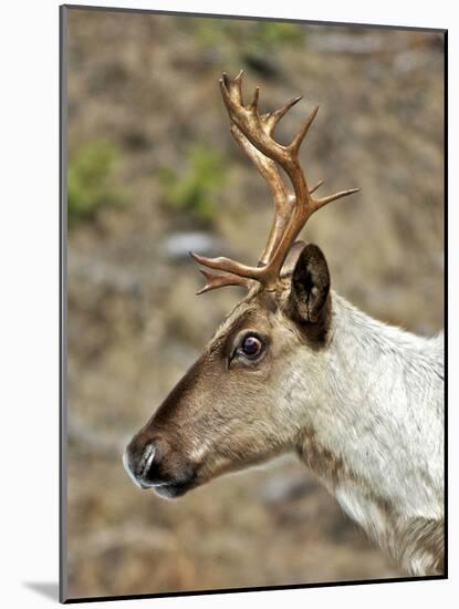 Mountain Caribou Migrating in Early Spring in the Cariboo Mts of B.C-Richard Wright-Mounted Photographic Print