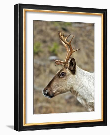 Mountain Caribou Migrating in Early Spring in the Cariboo Mts of B.C-Richard Wright-Framed Photographic Print