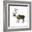 Mountain Caribou (Rangifer Montanus), Mammals-Encyclopaedia Britannica-Framed Art Print