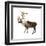 Mountain Caribou (Rangifer Montanus), Mammals-Encyclopaedia Britannica-Framed Art Print